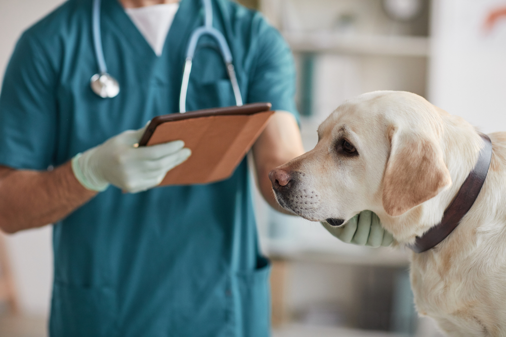 Top 10 Common Health Issues Every Dog Owner Should Know About