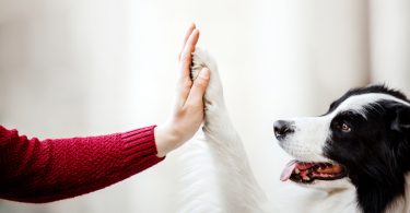 Understanding Common Dog Behaviors